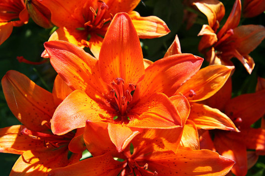 老虎百合花