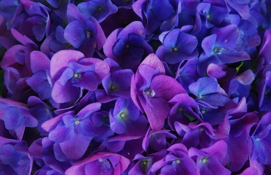 靠近一個(gè)深藍(lán)色的Hydranga Bloom拍攝