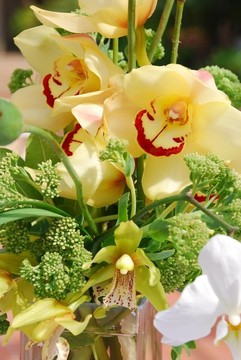 特寫拍攝美麗蘭花花的安排