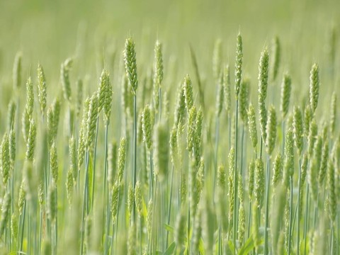小麥田