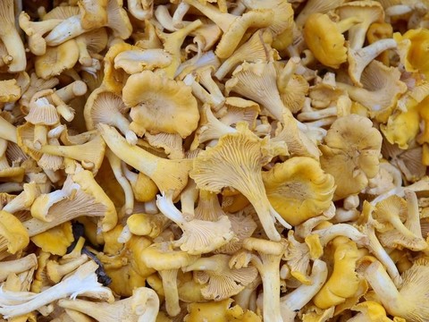 雞油菌