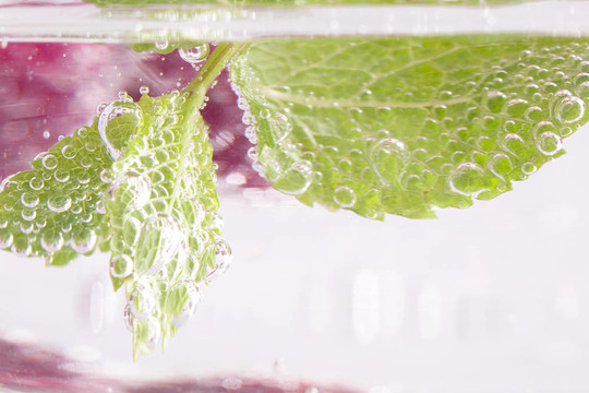 薄荷水