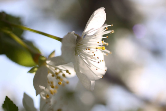 櫻花