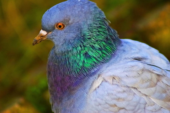鴿子畫像；肖像de pigeon