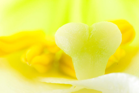 白百合花的雌蕊和雄蕊的詳細(xì)內(nèi)部；