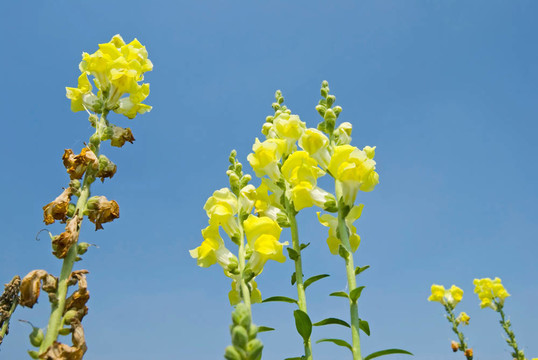 黃金魚草的花朵在藍(lán)色的天空