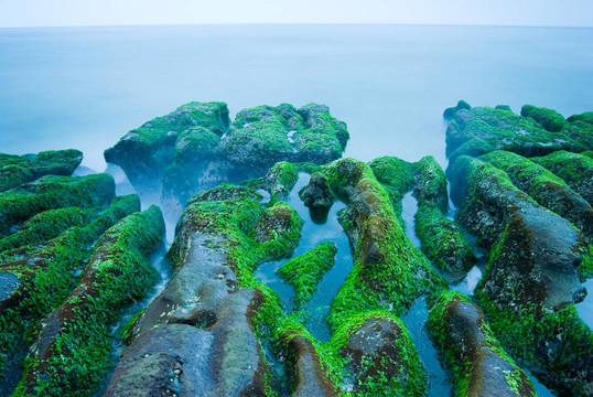 多巖石的海岸充滿綠色的海藻