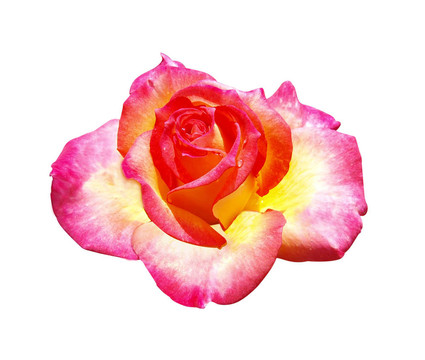 Rose Mascotte