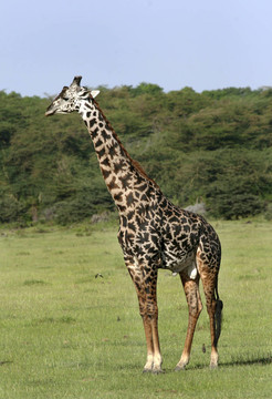 Giraffe（長(zhǎng)頸鹿）