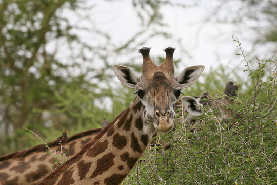 Giraffe（長頸鹿）