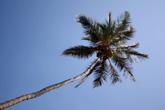 棕櫚樹的背景