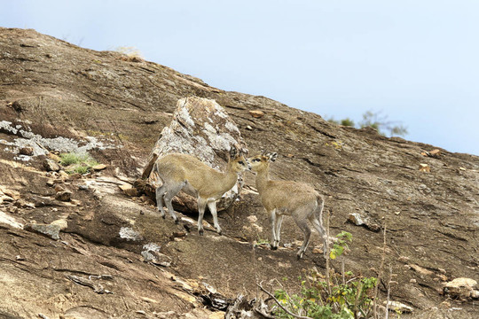 Klipspringers（山羚）