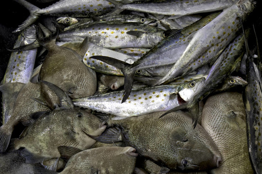 馬鮫魚和魚釣