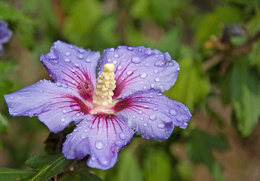 單藍(lán)芙蓉花