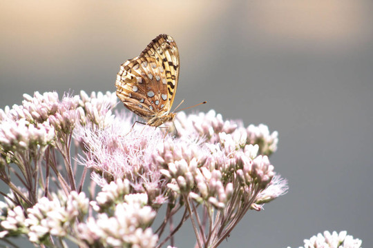 蝴蝶Joe Pye Weed