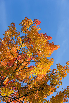 紅色的秋