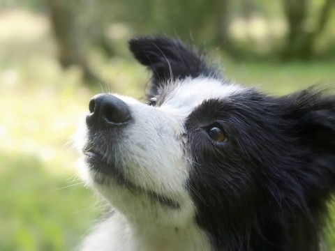 邊陲牧羊犬