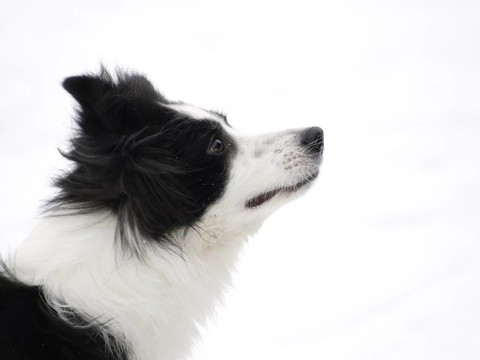 邊陲牧羊犬