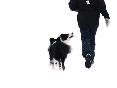 bordercollies