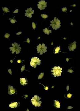 黃色的迎春花
