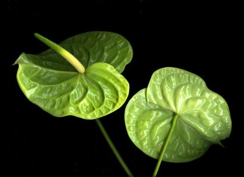 異國情調(diào)的綠色蘭花