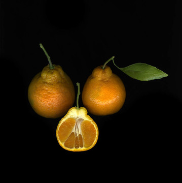 橘柚