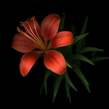 紅色的百合花