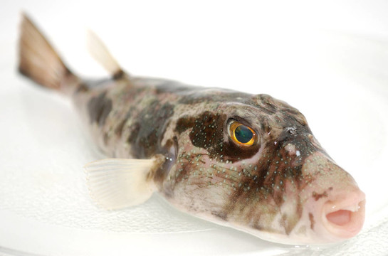 掠食性魚類