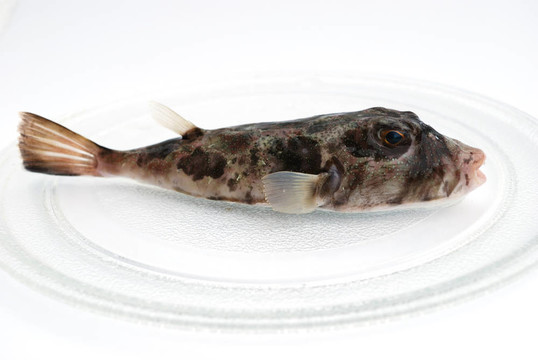 掠食性魚類