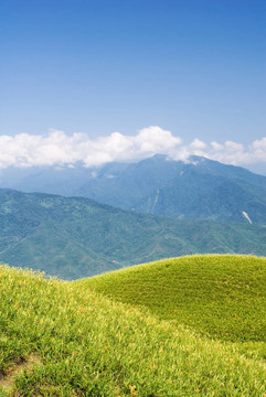 美麗的老虎百合農(nóng)場(chǎng)