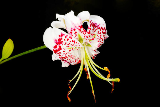鹿子百合的變種gloriosoides黑色背景