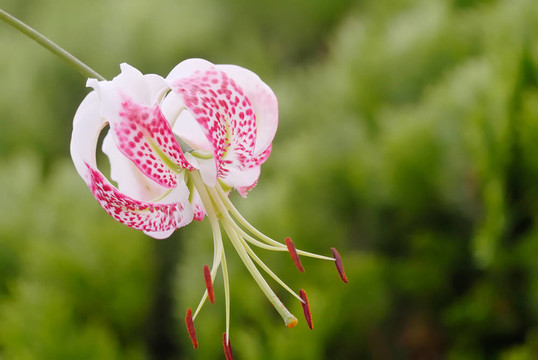 鹿子百合的變種gloriosoides綠色背景