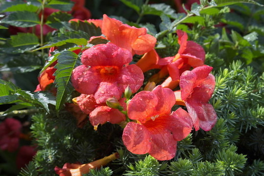 濕flowerses