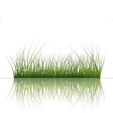 草水