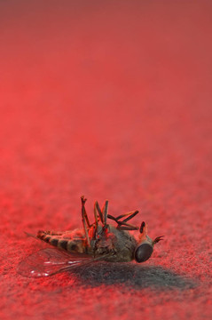 死虻