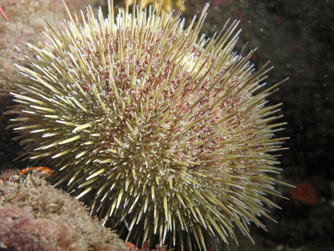 綠海膽