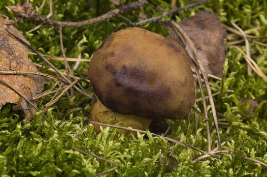 苔蘚中的野生蘑菇