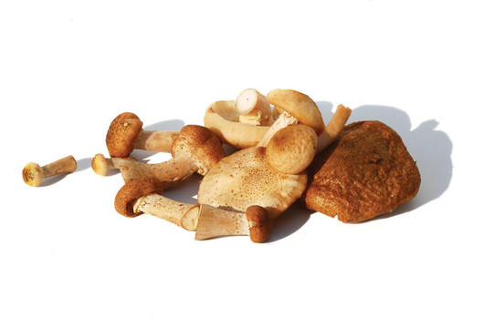 蜜環(huán)菌