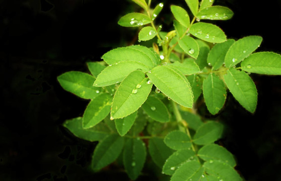 雨滴