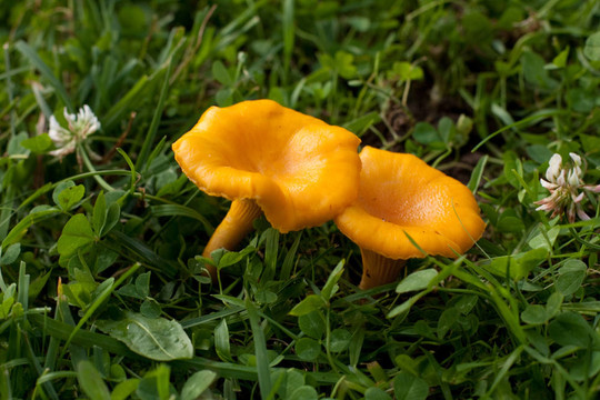 雞油菌