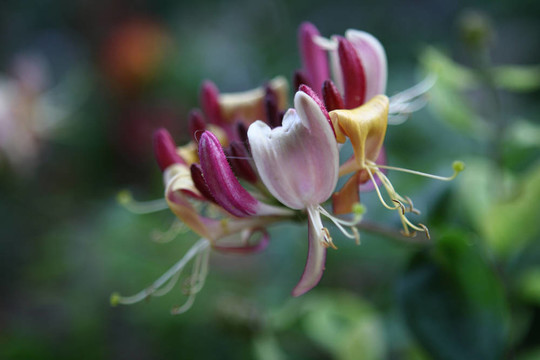 Lonicera caprifolium