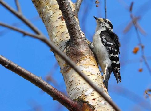 女Downy Woodpecker