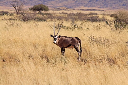 大羚羊（Oryx gazella）