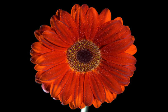 Gerbera daisy的水滴