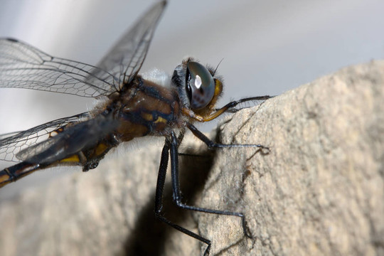 常見的Darter Dragonfly