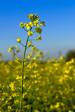 田間油菜花