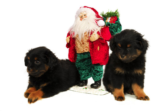 困的小狗與Santa