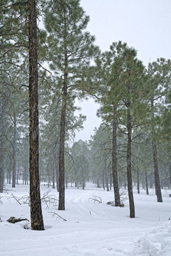 下雪的場景