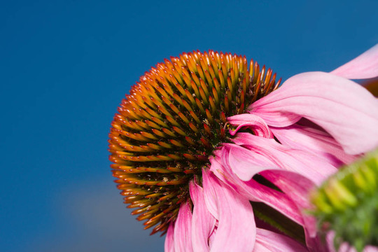 Cone Flower（菊）