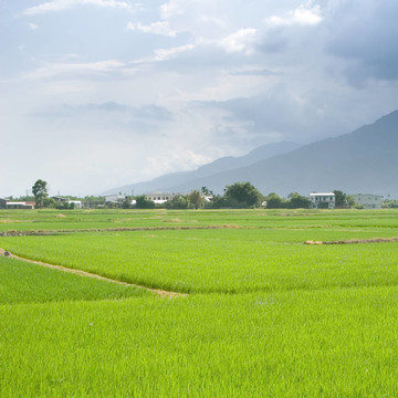 美麗的綠色農(nóng)莊景觀